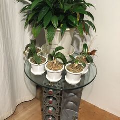 メルセデス―ベンツV8ブロツーベースワインストツクホールテーブル