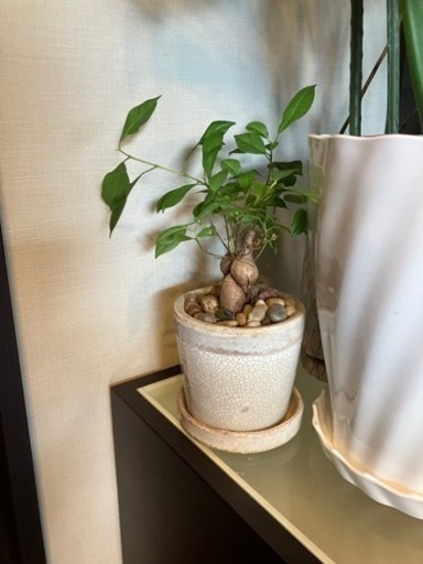 生活雑貨 家庭用品 ガーデニング