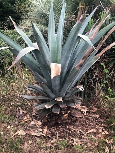 アガベ アメリカーナ 大株！ アオノリュウゼツラン アガベアメリカーナ