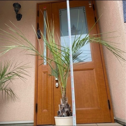 ココスヤシ　\n観葉植物