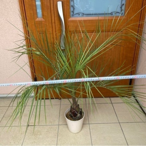 ココスヤシ　観葉植物