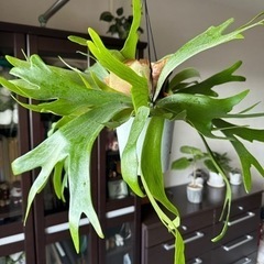 観葉植物　ビカクシダ　コウモリラン