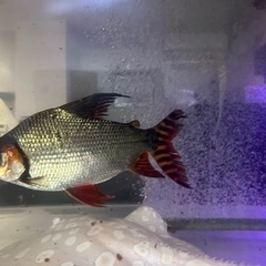 カラープロキロダス32cm前後