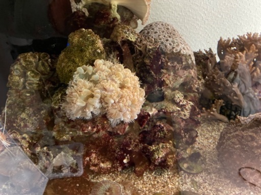 ライブロック　海水魚