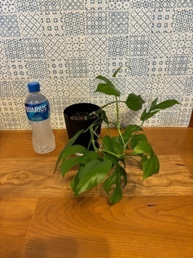 ヒメモンステラ　りん植物①