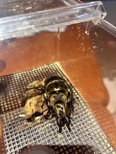 ババオウゴンオニクワガタペア