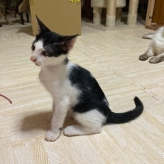 遊び上手のかわいい黒白ハチワレ君🐈‍⬛