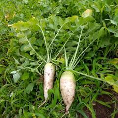 畑でダイコン抜きできます！　無農薬野菜栽培　体験農園「おひさま農...