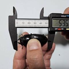 国産オオクワガタ　能勢SRペア