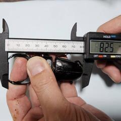 国産オオクワガタ　能勢SRペア