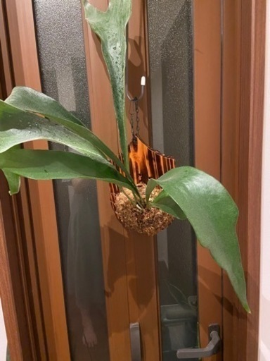 観葉植物\n