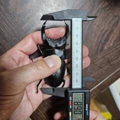 国産オオクワガタ　能勢SRペア