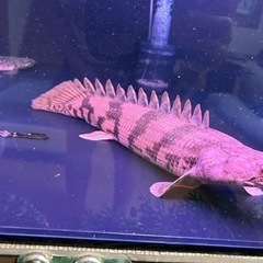 値下げしました。オスカー・エンドリケリー・カラプロ・その他熱帯魚