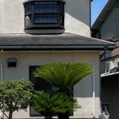 ソテツ　掘り起こし引取り限定 ソテツ 掘り起こし引取り限定