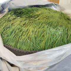 16【処分価格】新品 人工芝　1巻売り　パイル長さ60mm　高品質　即決優先！