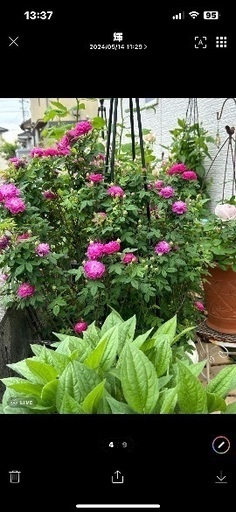 薔薇苗売ります