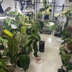 フィロデンドロン イルセマニー 植物