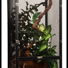 値段交渉あり！カメレオン　爬虫類　EXOTERRAゲージ　　