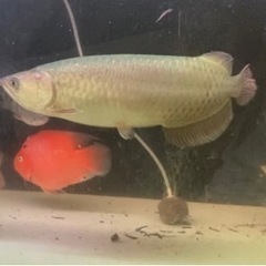 ノーザンバラムンディ ワイルド ノーザンバラムンディ ワイルド