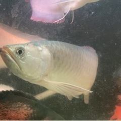 ノーザンバラムンディ ワイルド