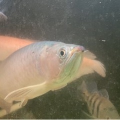 ノーザンバラムンディ ワイルド