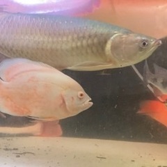 ノーザンバラムンディ ワイルド