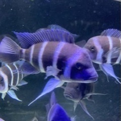 アフリカンシクリッド フロントーサモバWILD 14-15㎝ 写真個体販売