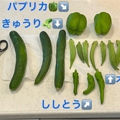 夏の味覚野菜セット( ^ω^ )