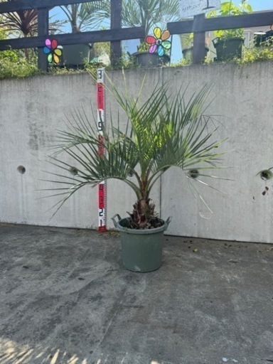 ココスヤシ鉢植え①