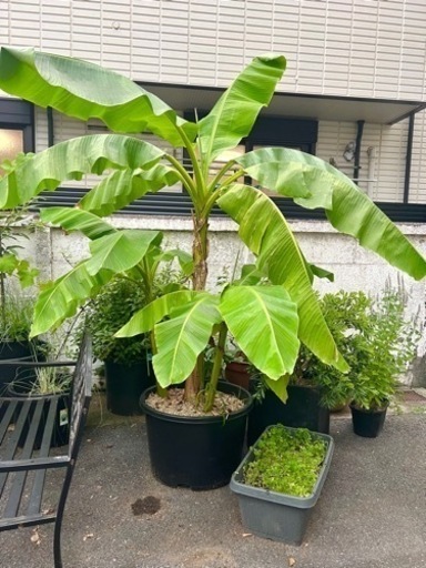 [植物売ります] ムサ バショウ