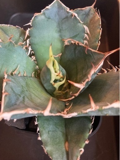 抜き苗】 アガベ 白鯨 毎日値下】アガベ チタノタ 白鯨（ライズ） 抜き