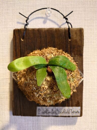 【お取引中】ビカクシダ 板付け2点セット ＋ビカクシダ 板付けお直し