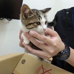 ２ヶ月弱の子猫保護　病院で検査ノミダニ駆除　病院で預かり中
