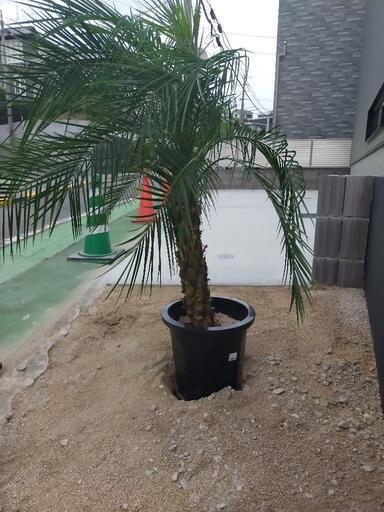 【配送近隣対応】フェニックスロベレニー