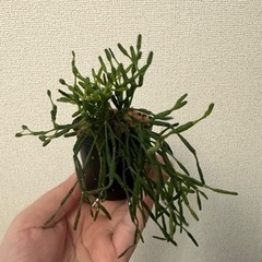 観葉植物 リプサリス④