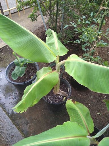 【植木・熱帯果樹】バナナ苗　ドワーフナムワ　ばなな　7-1