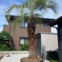 ココスヤシ、4メートル級！！植え込み費コミコミ価格！画像1枚目現物です。