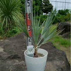 『SALE』ブラヘアスパーシルバー　超レア株　ブラヘアアルマータ SALE』ブラヘアスパーシルバー 超レア株 ブラヘアアルマータ