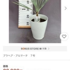 ブラヘアアルマータ