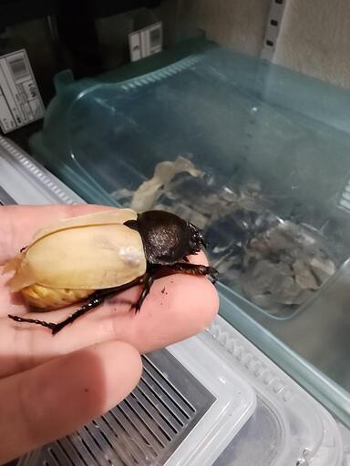 おもちゃ
