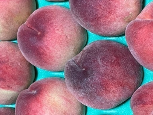 福島桃 お得値段 5箱で14000円