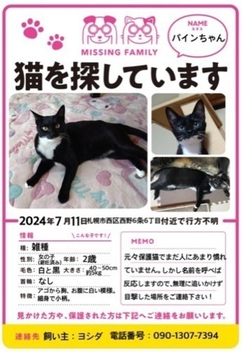 7月11日 迷子猫、探してます！