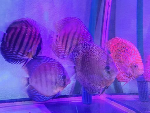 【熱帯魚】ディスカス　4匹