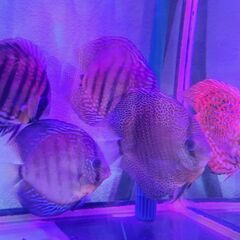 熱帯魚ディスカス4匹