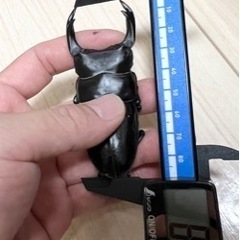 ペア！2024年羽化 ♂89.0mm能勢産YG血統オオクワガタ