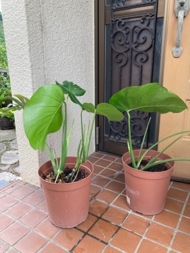 モンステラ2鉢セット
