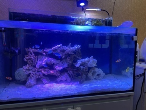 海水魚　水槽　900×450