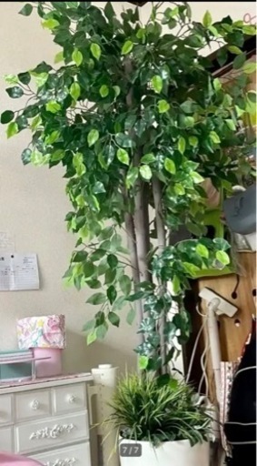 更に❣️お値下げ観葉植物特大