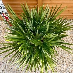 チャメロプス ボルケーノ ヤシ ソテツ アガベ ドライガーデン