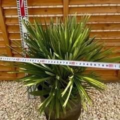 チャメロプス ボルケーノ ヤシ ソテツ アガベ ドライガーデン